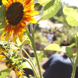 Ein Foto von einer Sonnenblume mit mehreren Blüten im Vordergrund. Dahinter das himmelbeet und viele Menschen.