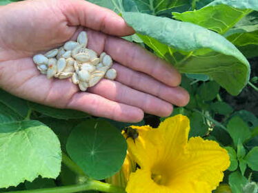 Ein Hand hält Saatgut einer Zucchini-Pflanze, im Hintergrund ist die Zucchini-Pflanze zu sehen