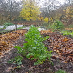 ElisaBeet Solawi Herbst Laubmulch