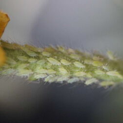 Blattläuse an einer Planze