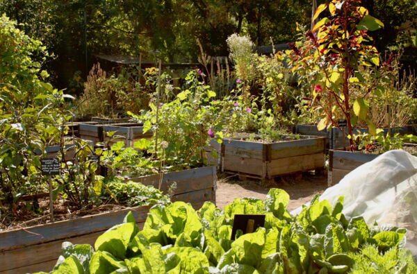 Ein Foto von einem Teil des Gartens. Im Vordergrund ist eine Salatbeet, dahinter weitere Beete mit verschiedenen Pflanzen die teilweise noch blühen. Ganz hinten ist das Holzlager zu erahnen.