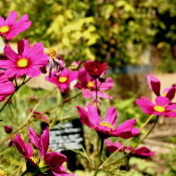 Im Vordergrund sind pinke Cosmea-Blüten zu sehen, im Hintergrund die Beete im Garten.