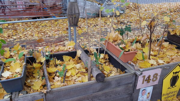 Zwei Hoch-Beete vor einem Zaun. In den Beeten liegen viele gelbe Laubblätter als Mulch.