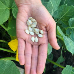 Ein Hand hält Saatgut einer Zucchini-Pflanze, im Hintergrund ist die Zucchini-Pflanze zu sehen