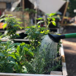 Eine Wasserkanne gießt Jungpflanzen in einem Hochbeet, im Hintergrund ist der Garten zu sehen