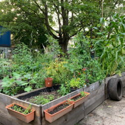 Hochbeete mit u.a. Mais; Autoreifen angelehnt