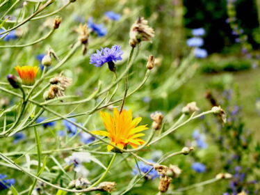 Foto von Ringelblumen- und Kornblumenblüten im himmelbeet