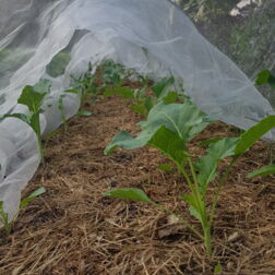 ElisaBeet Mulch Kohlrabi