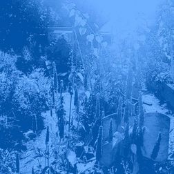 Ein Foto von einem Ausschnitt des himmelbeet-Gartens. Das Foto ist so bearbeitet, dass nur blau zu sehen ist.