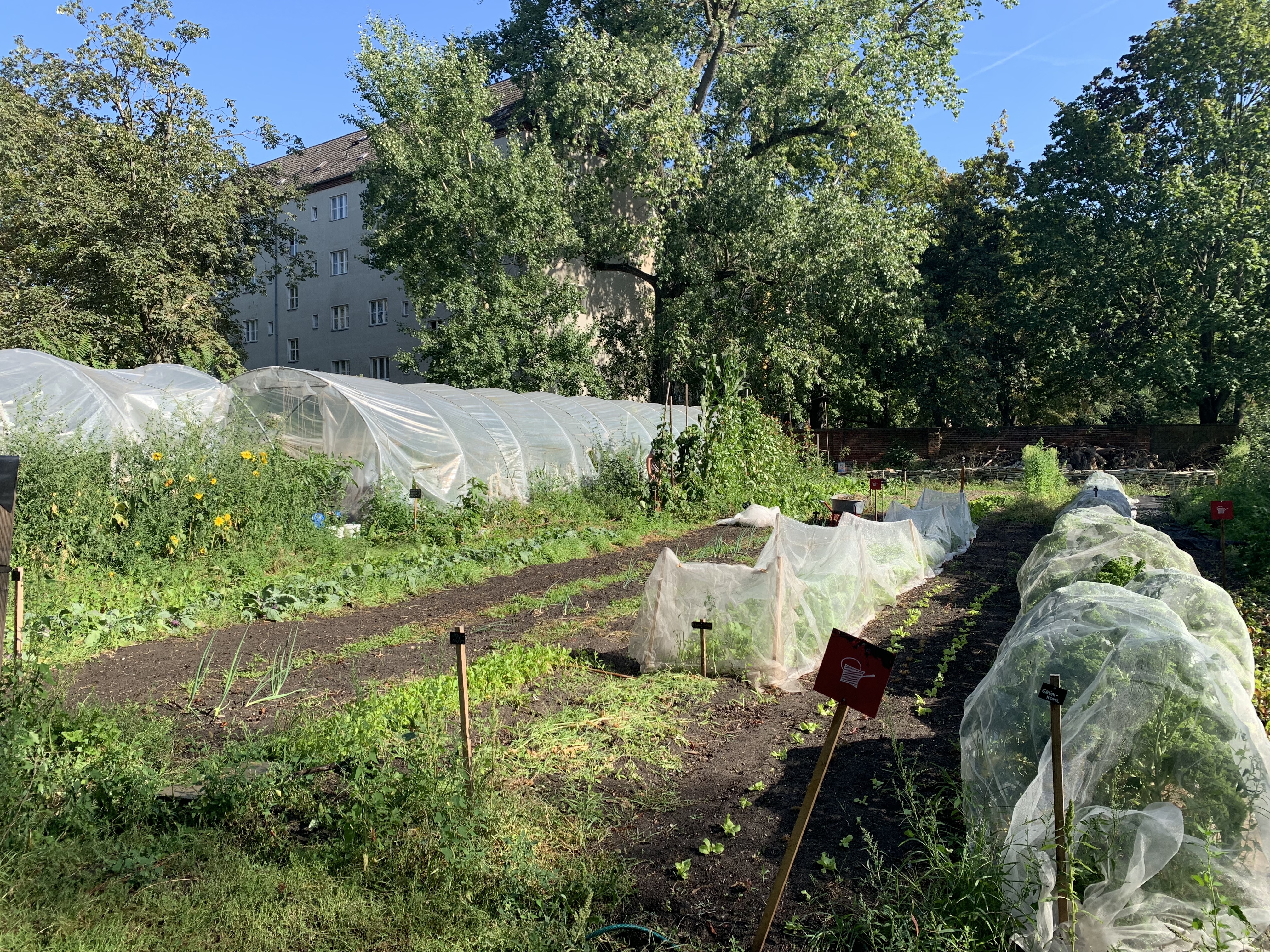 Gemüseacker und Folientunnel auf dem ElisaBeet